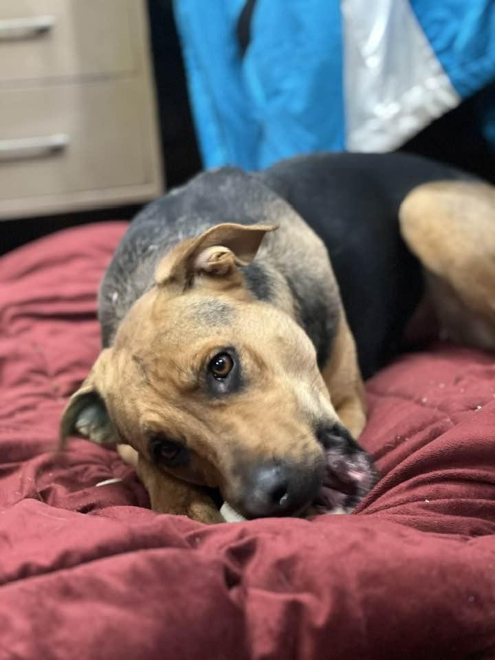 Hattie, a Adoptable mixed breed in Saranac Lake, NY image 3/4