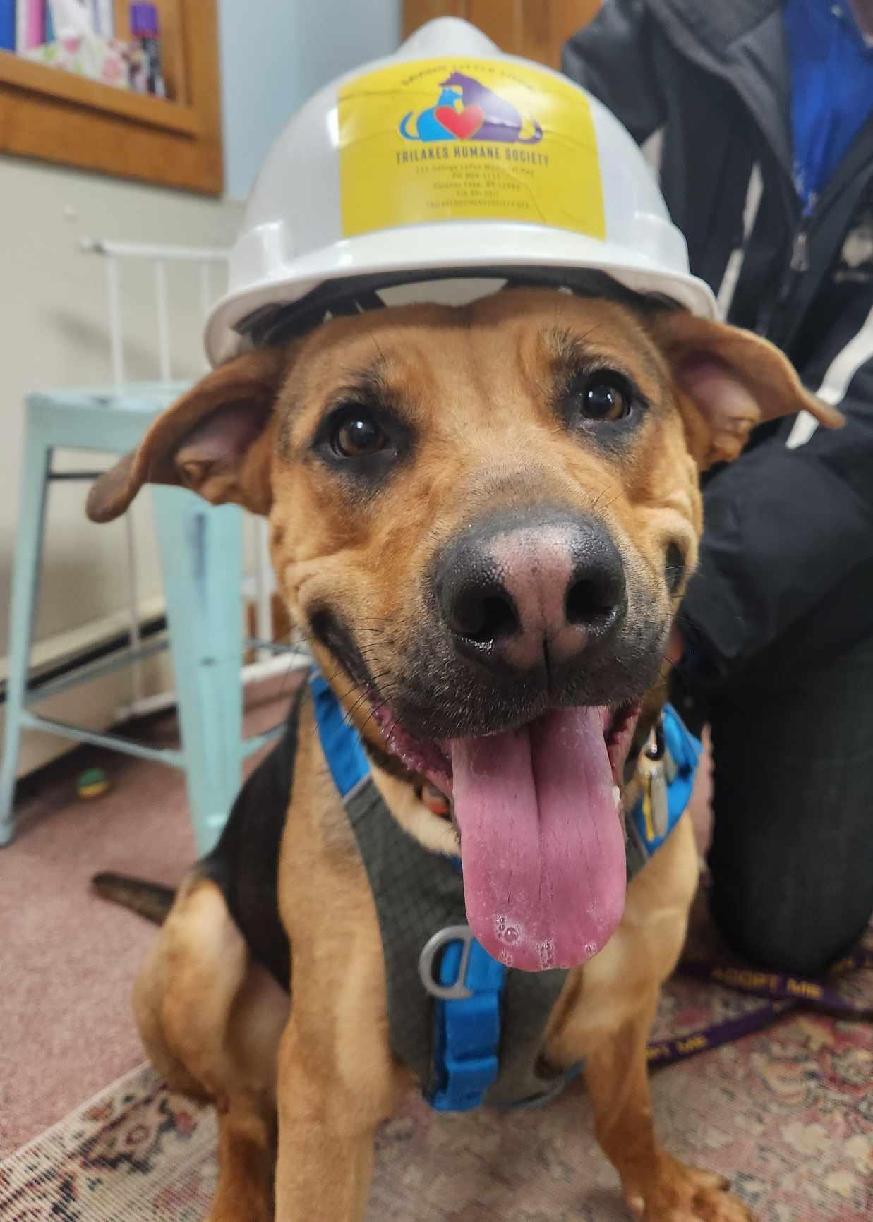 Hattie, an adoptable German Shepherd Dog, Hound in Saranac Lake, NY, 12983 | Photo Image 2