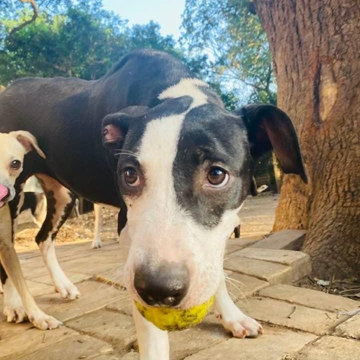 Enlarge Piccadilly, a Adoptable mixed breed in Burnsville, MN image 4/6