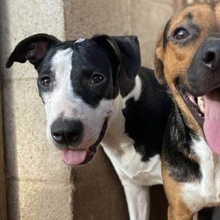 Enlarge Piccadilly, a Adoptable mixed breed in Burnsville, MN image 5/6