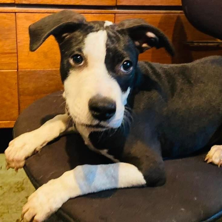 Enlarge Piccadilly, a Adoptable mixed breed in Burnsville, MN image 2/6