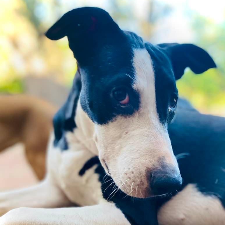 Enlarge Piccadilly, a Adoptable mixed breed in Burnsville, MN image 6/6