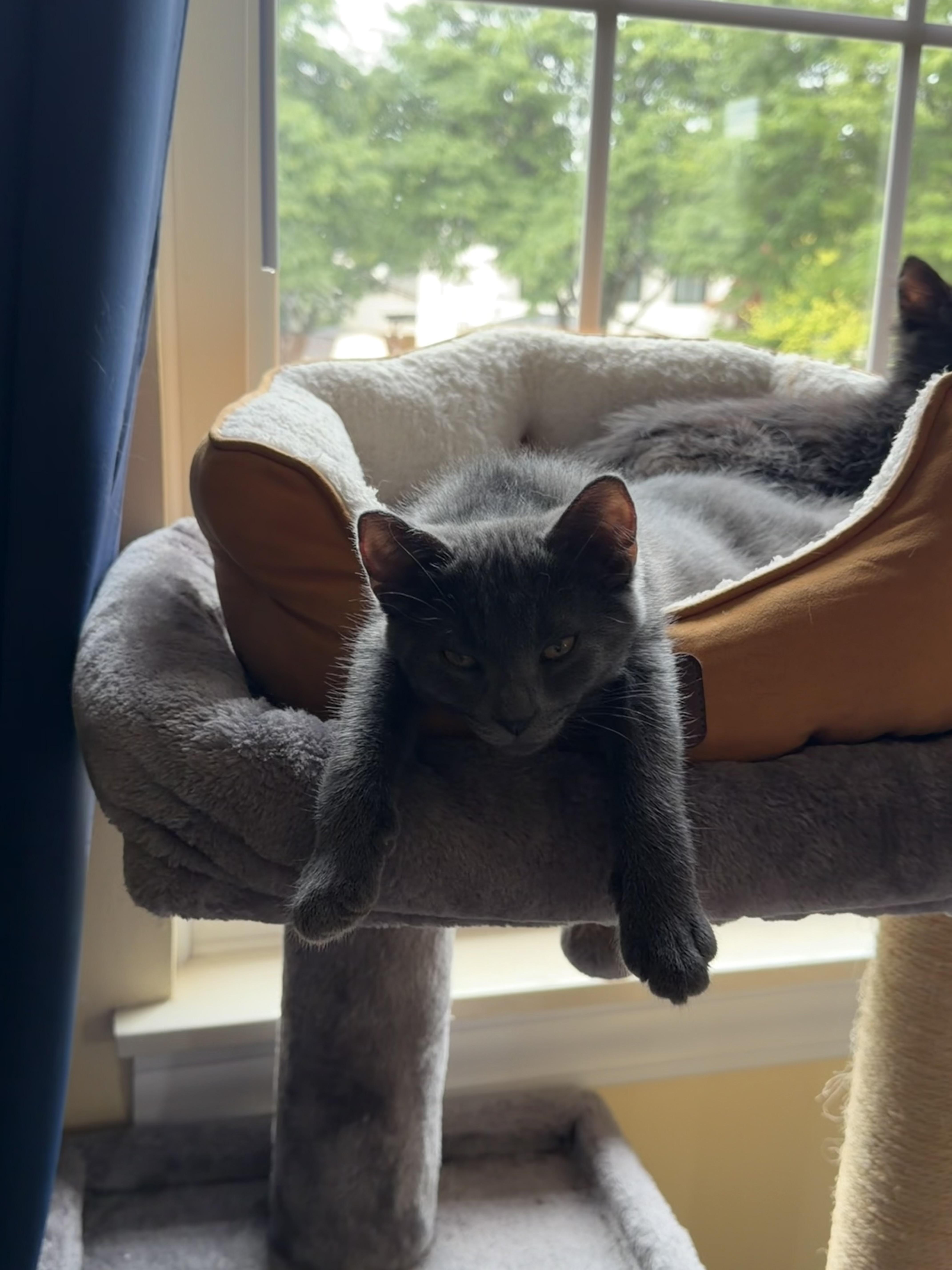 Enlarge Bonk JC 0526, a Adopted Domestic Short Hair in West Bloomfield, MI image 4/5