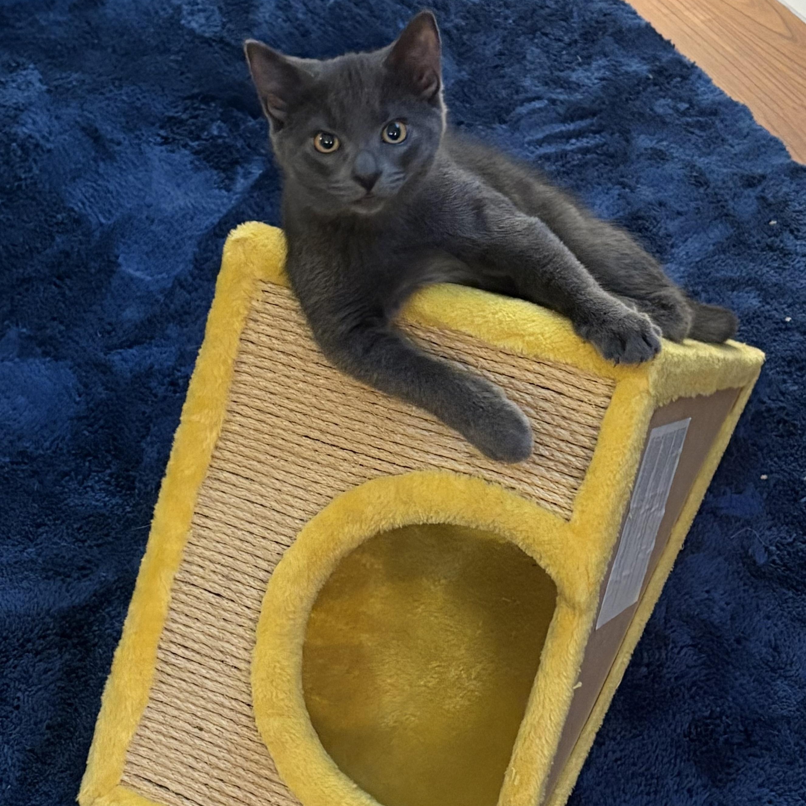 Bonk JC 0526, Adopted, Kitten Male Domestic Short Hair.