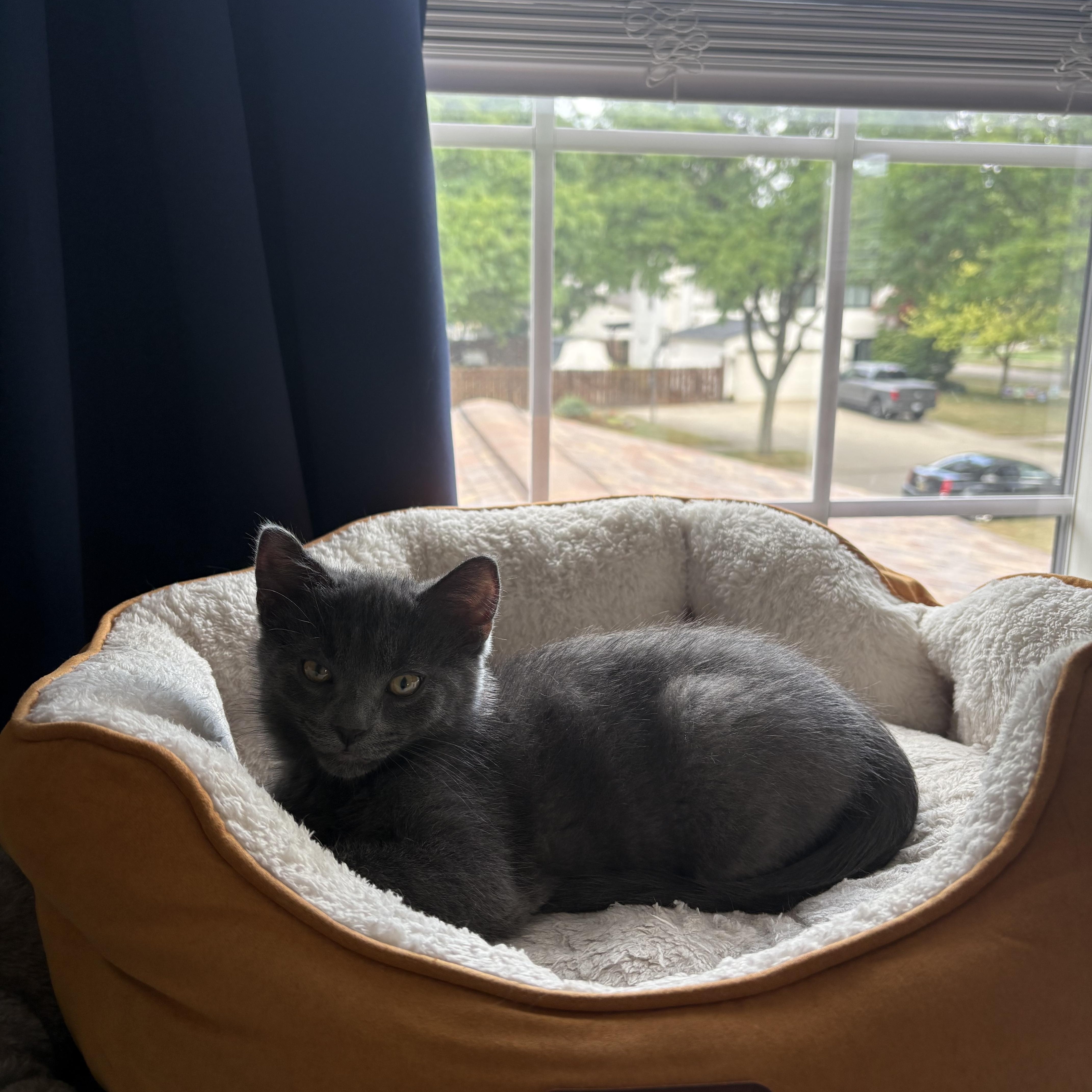 Enlarge Bonk JC 0526, a Adopted Domestic Short Hair in West Bloomfield, MI image 2/5