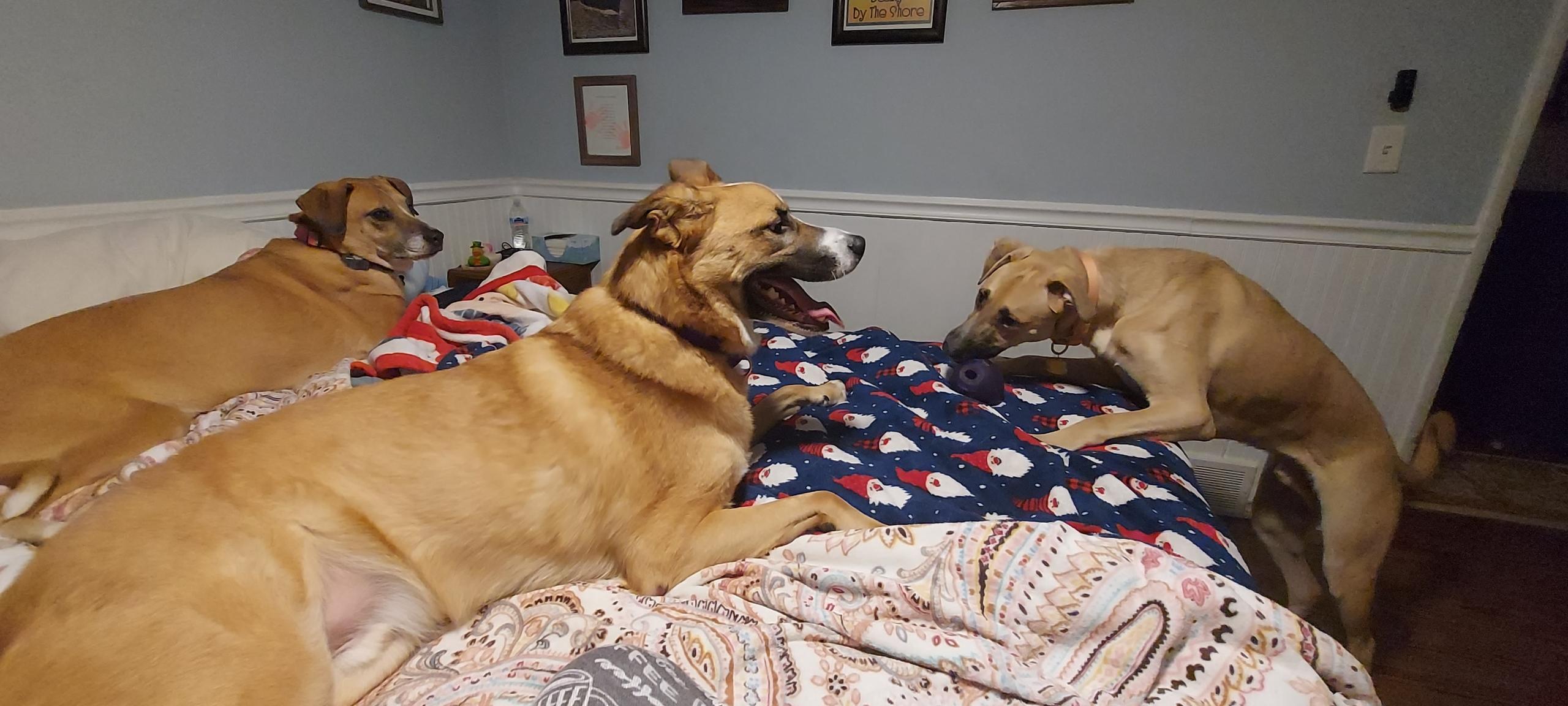 Doug, a Adoptable mixed breed in Crystal Lake, IL image 2/6