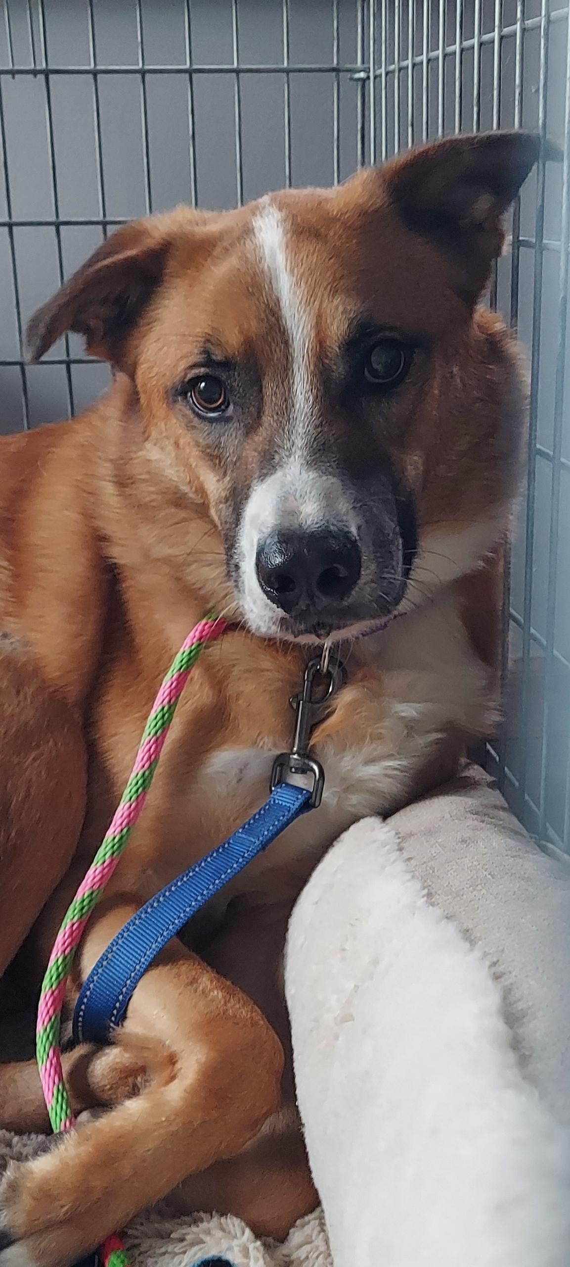 Doug, a Adoptable mixed breed in Crystal Lake, IL image 3/6