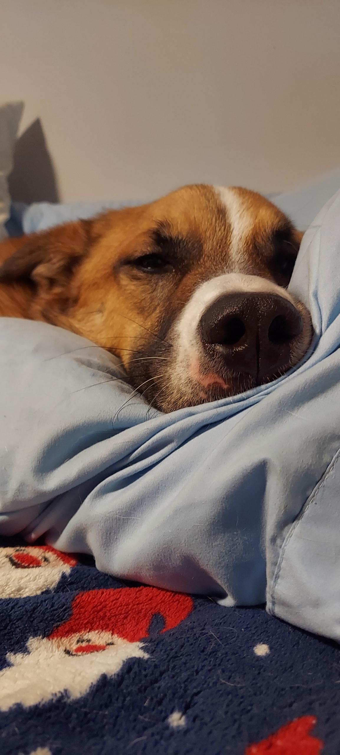 Doug, a Adoptable mixed breed in Crystal Lake, IL image 4/6