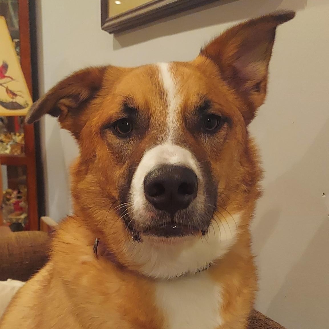 Doug, a Adoptable mixed breed in Crystal Lake, IL image 1/6