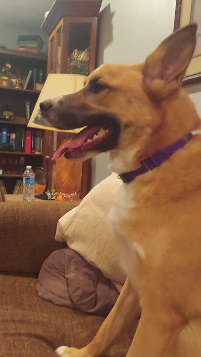 Enlarge Doug, a Adoptable mixed breed in Crystal Lake, IL video 6/6