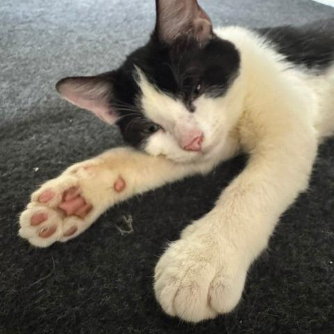 Jimmy Jam, Adoptable, Young Male Domestic Short Hair.