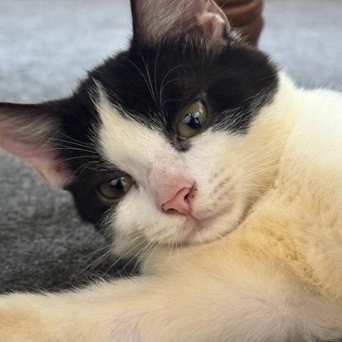 Enlarge Jimmy Jam, a Adoptable Domestic Short Hair in Gordonsville, TN image 2/6