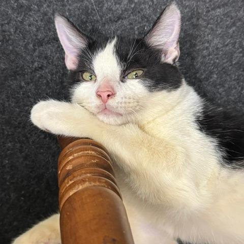 Enlarge Jimmy Jam, a Adoptable Domestic Short Hair in Gordonsville, TN image 3/6