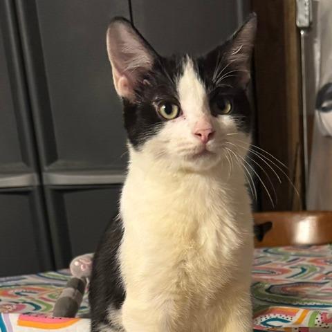 Enlarge Jimmy Jam, a Adoptable Domestic Short Hair in Gordonsville, TN image 4/6