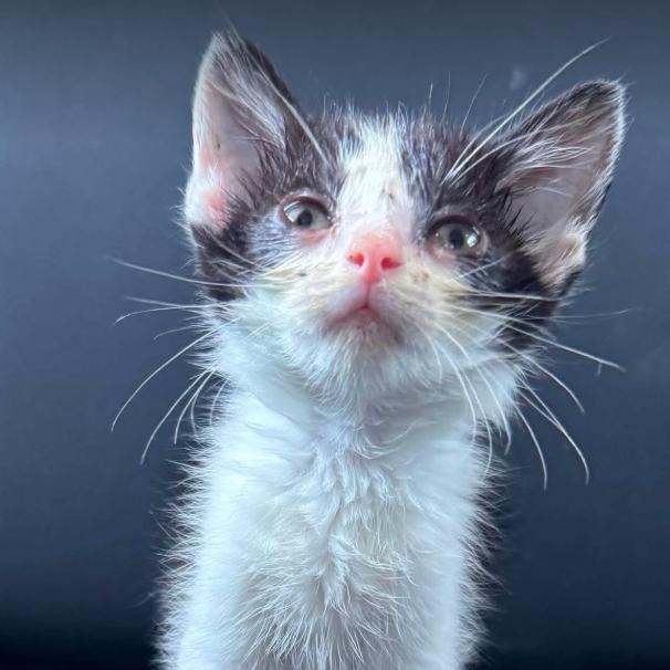 Enlarge Jimmy Jam, a Adoptable Domestic Short Hair in Gordonsville, TN image 5/6