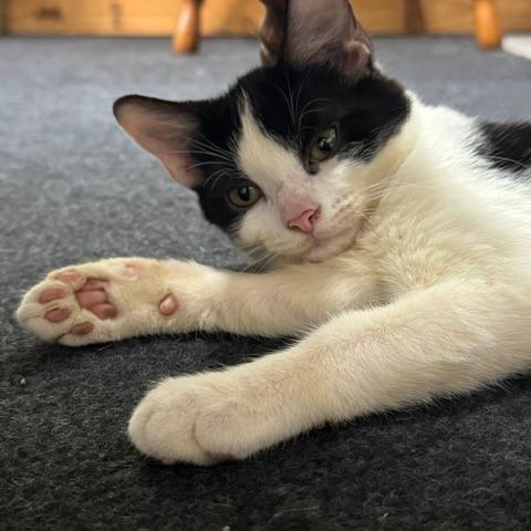Enlarge Jimmy Jam, a Adoptable Domestic Short Hair in Gordonsville, TN image 6/6