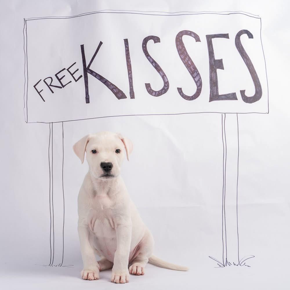 Enlarge Jeannie, a Adoptable Dogo Argentino in Smyrna, GA image 2/6