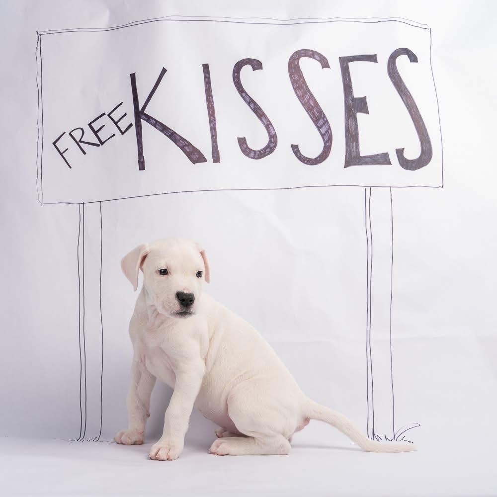 Enlarge Jeannie, a Adoptable Dogo Argentino in Smyrna, GA image 3/6