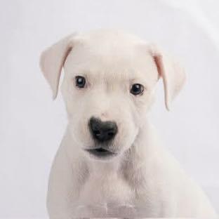 Jeannie, Adoptable, Puppy Female Dogo Argentino.