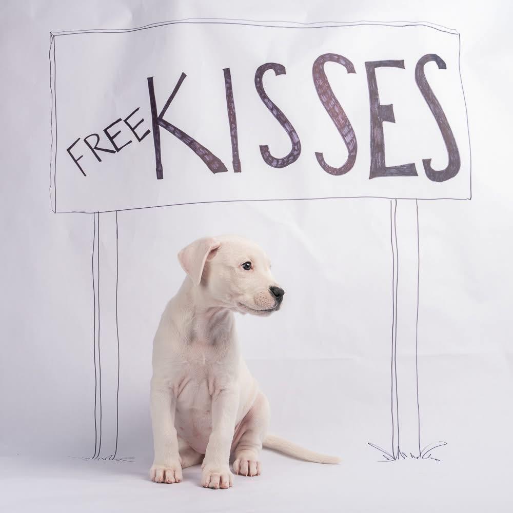 Enlarge Jeannie, a Adoptable Dogo Argentino in Smyrna, GA image 6/6