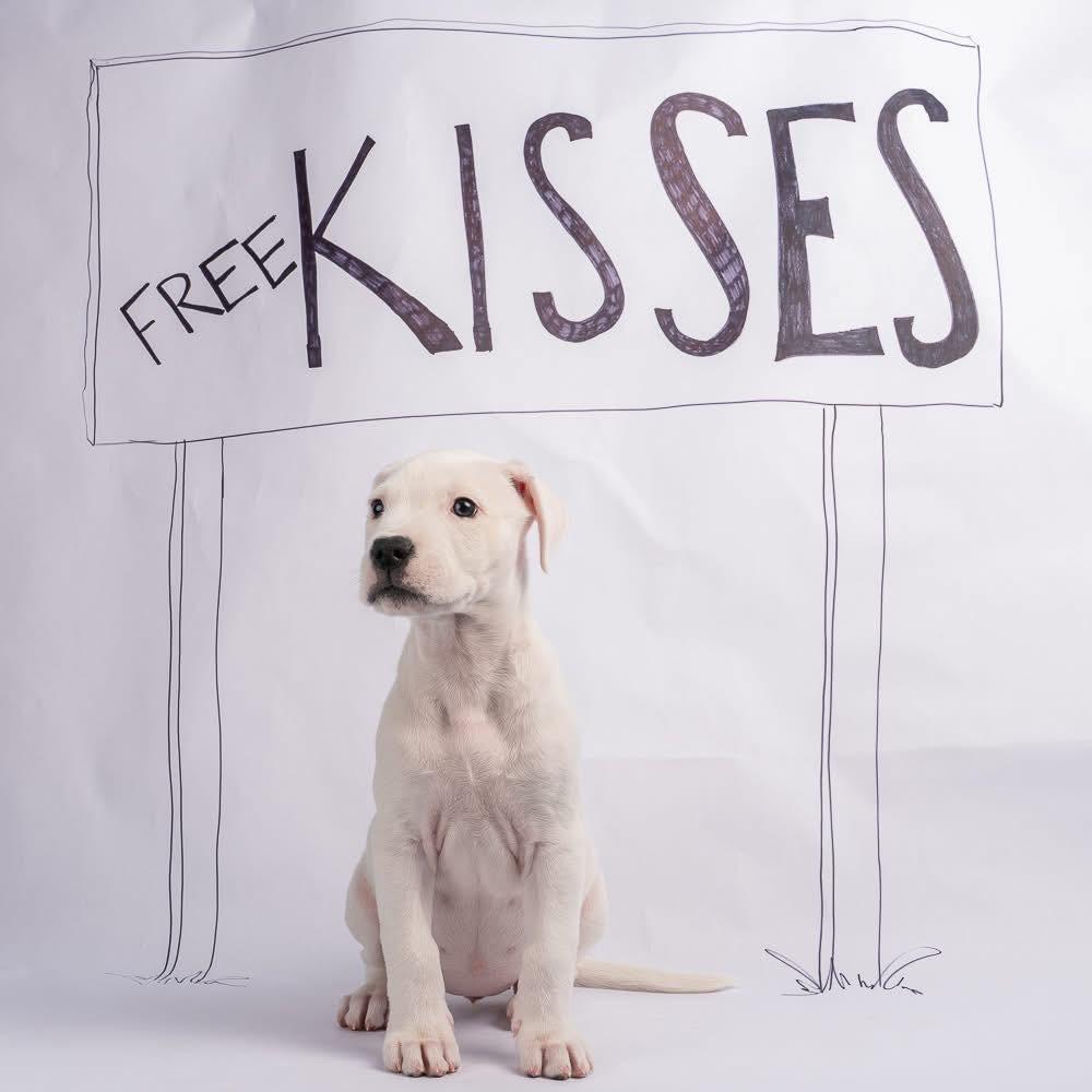 Enlarge Jeannie, a Adoptable Dogo Argentino in Smyrna, GA image 5/6