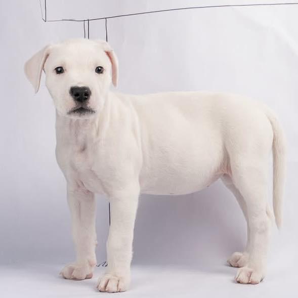 Enlarge Jeannie, a Adoptable Dogo Argentino in Smyrna, GA image 4/6