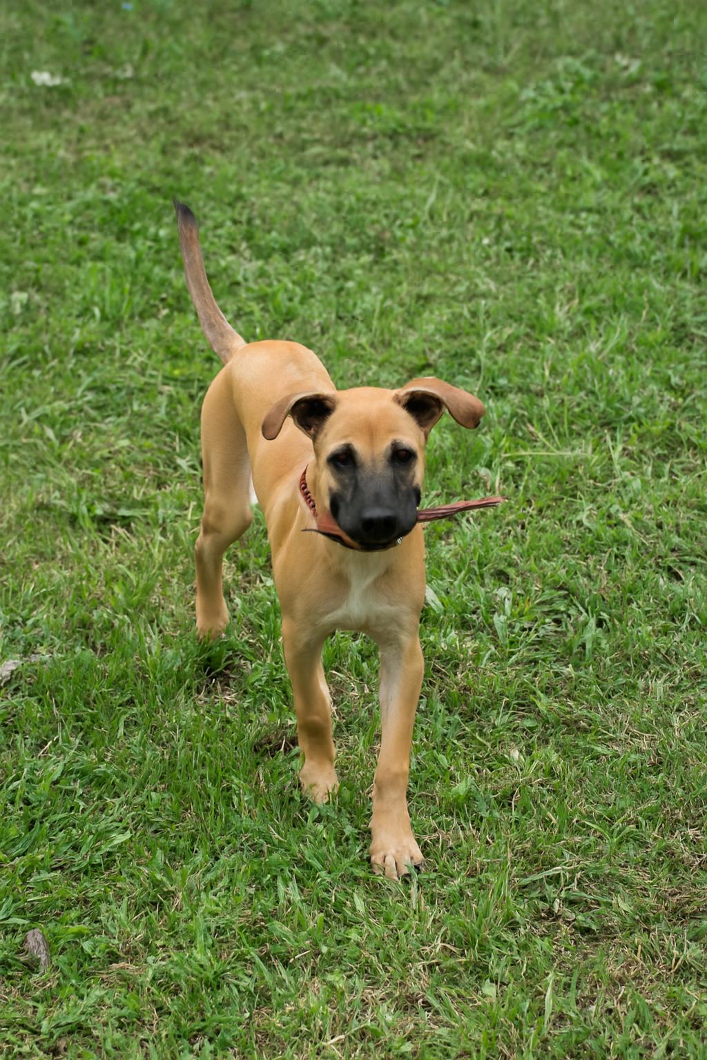 Kia, a Adoptable mixed breed in Victoria, BC image 5/5