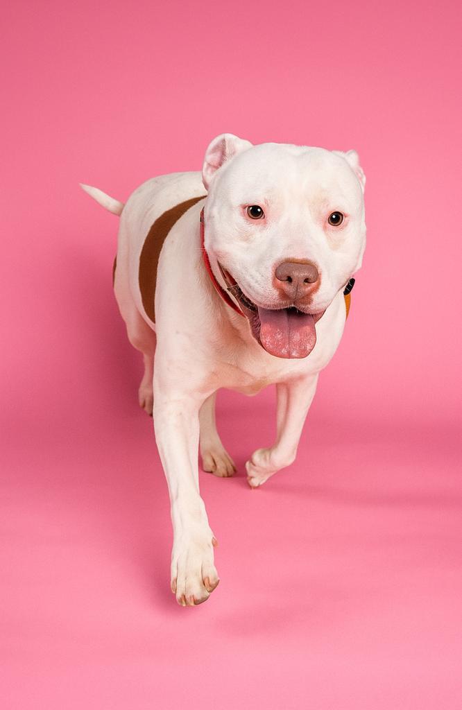 Enlarge PATIENCE, a Adoptable mixed breed in Florence, SC image 1/6