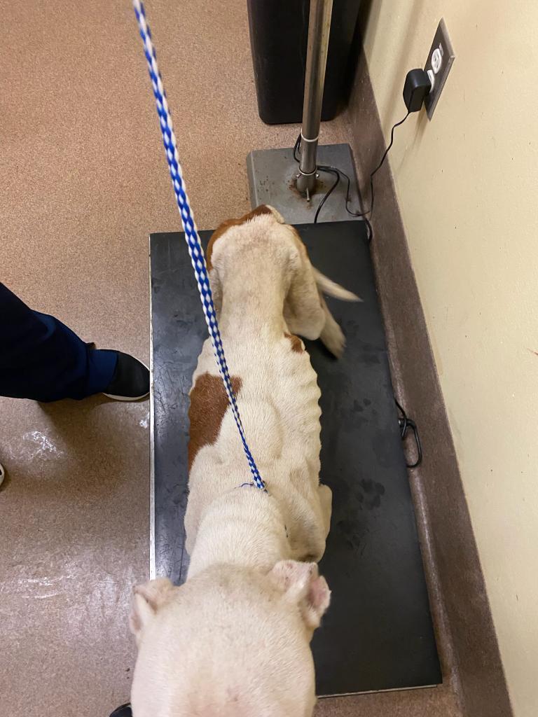 Enlarge PATIENCE, a Adoptable mixed breed in Florence, SC image 2/6