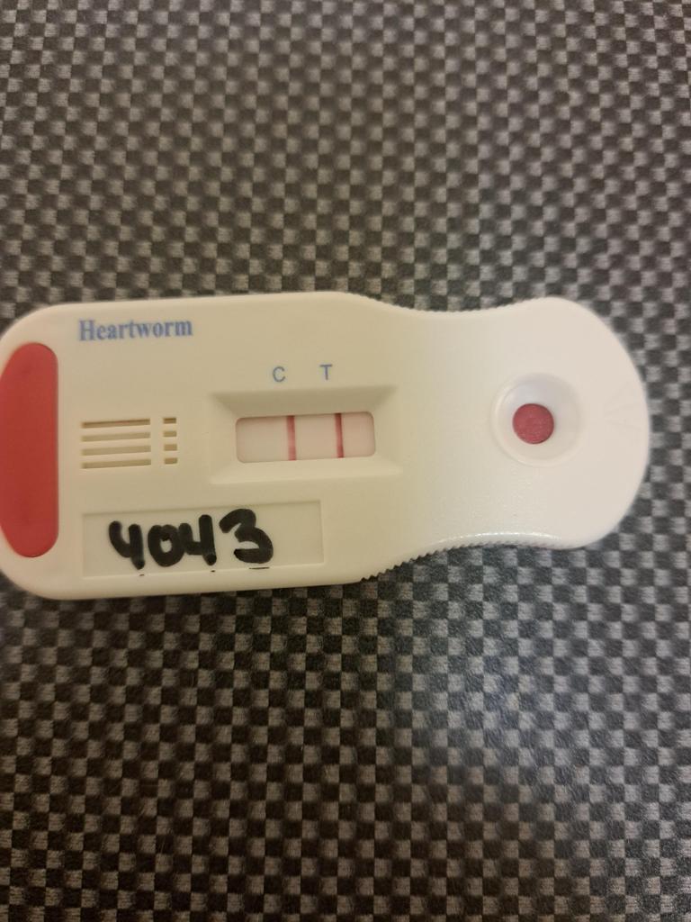 Enlarge PATIENCE, a Adoptable mixed breed in Florence, SC image 3/6