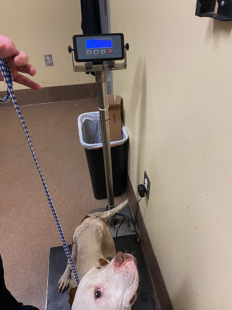 Enlarge PATIENCE, a Adoptable mixed breed in Florence, SC image 4/6