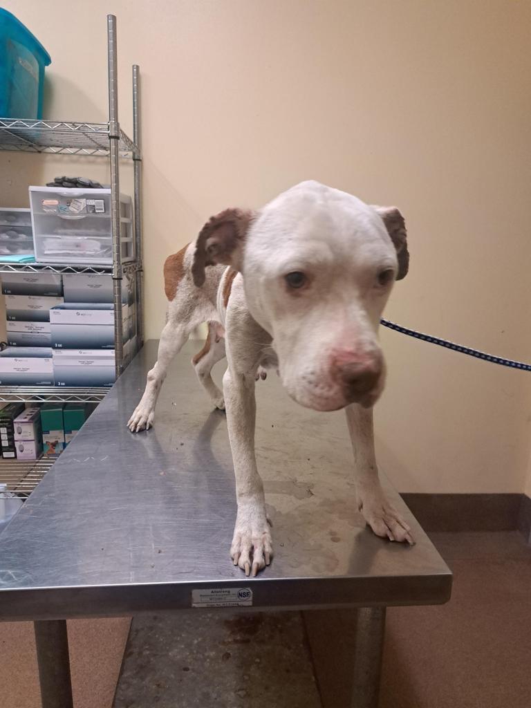 Enlarge PATIENCE, a Adoptable mixed breed in Florence, SC image 6/6