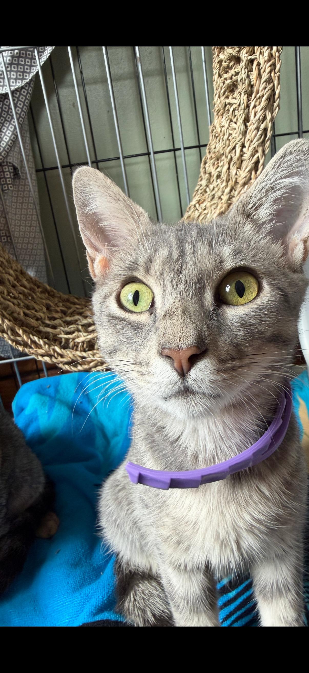 Enlarge Phoebe and Precious, a ADOPTABLE Tabby in Lansdowne, PA image 3/3