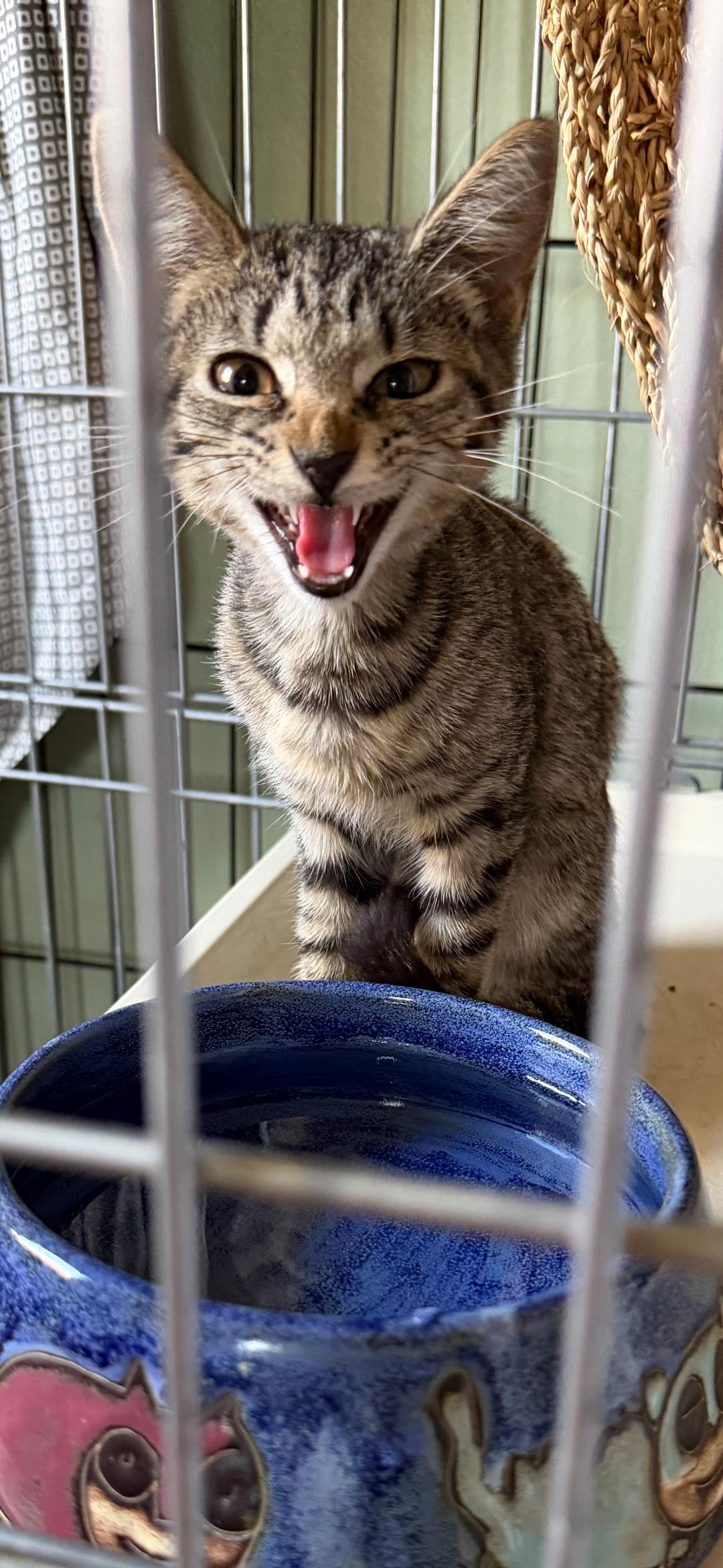 Enlarge Phoebe and Precious, a ADOPTABLE Tabby in Lansdowne, PA image 2/3