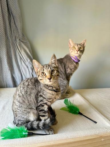 Enlarge Phoebe and Precious, a ADOPTABLE Tabby in Lansdowne, PA image 1/3