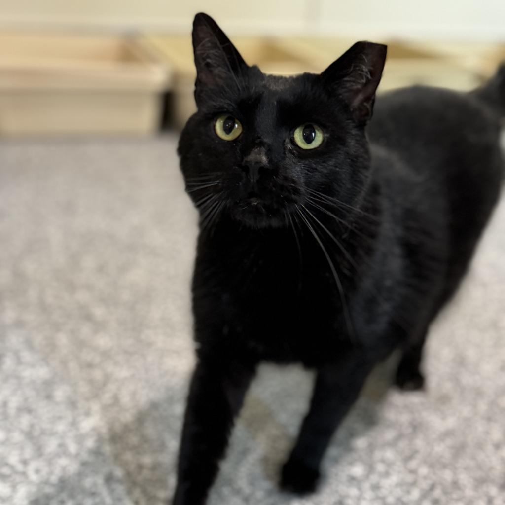 Merlot, Adoptable, Adult Male Domestic Short Hair.