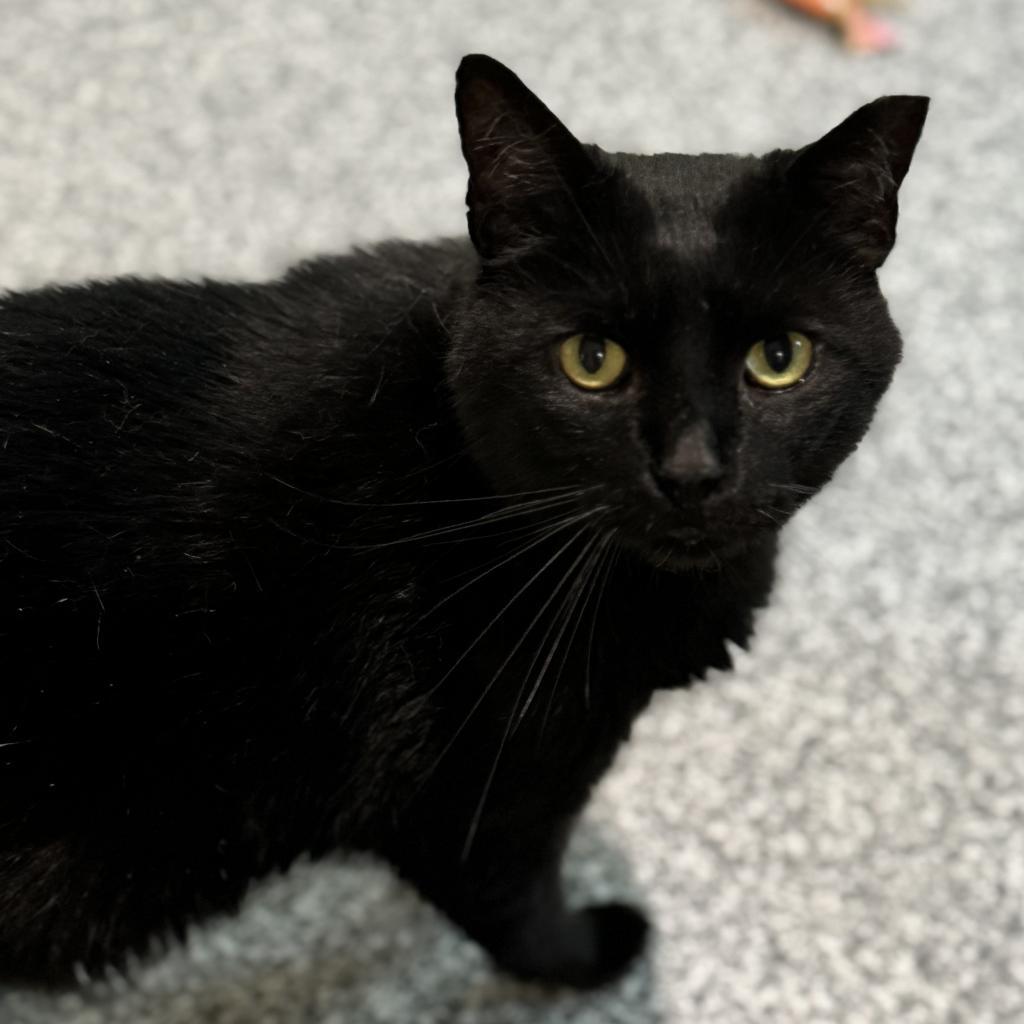 Enlarge Merlot, a Adoptable Domestic Short Hair in Cumming, GA image 2/6