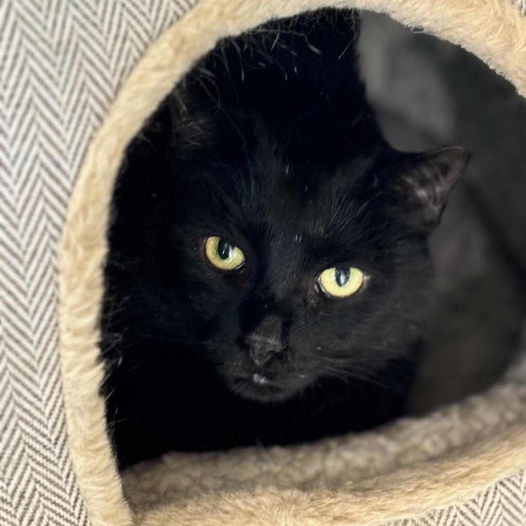 Enlarge Merlot, a Adoptable Domestic Short Hair in Cumming, GA image 3/6