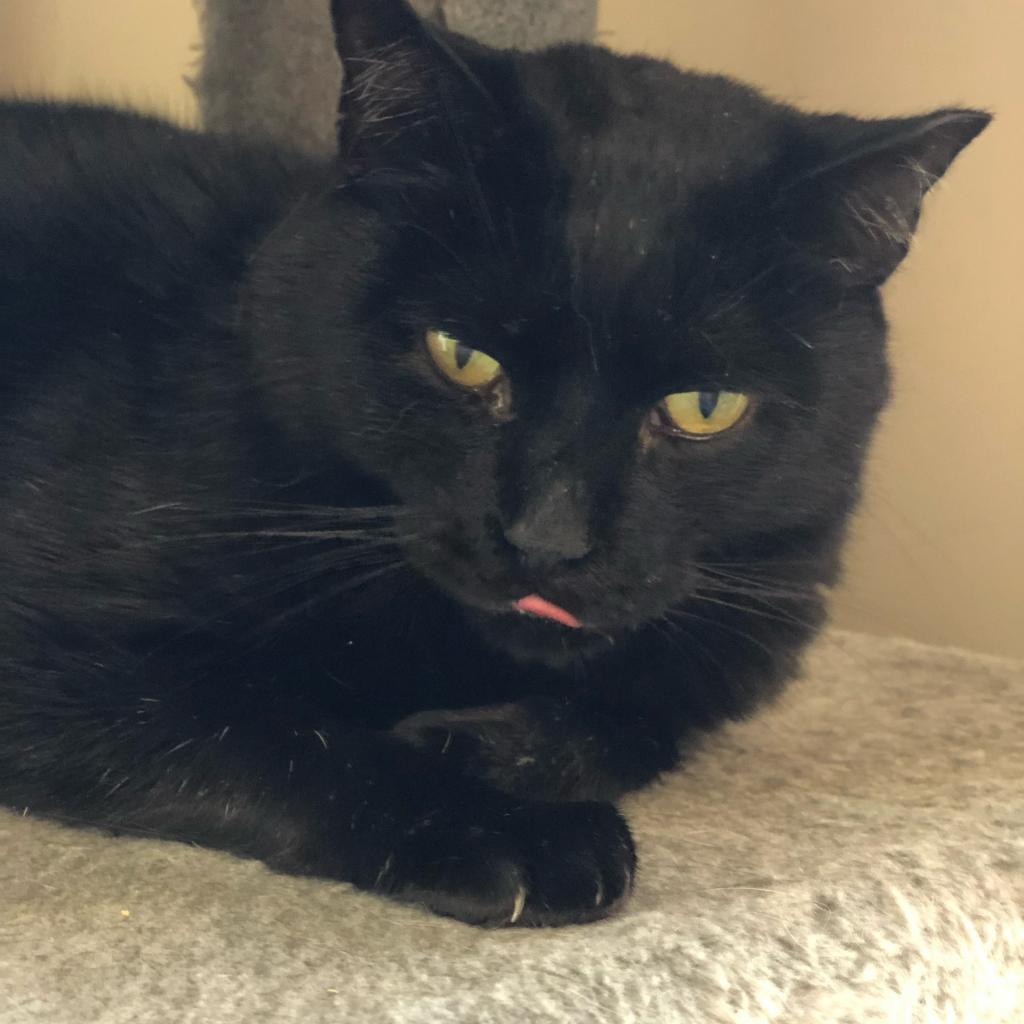 Enlarge Merlot, a Adoptable Domestic Short Hair in Cumming, GA image 4/6