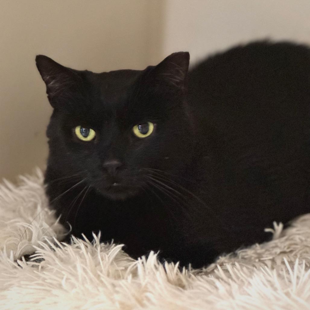 Enlarge Merlot, a Adoptable Domestic Short Hair in Cumming, GA image 5/6