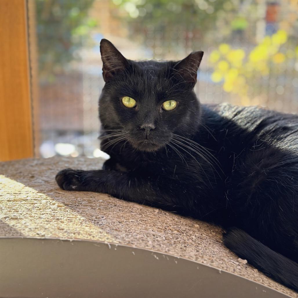 Enlarge Merlot, a Adoptable Domestic Short Hair in Cumming, GA image 6/6