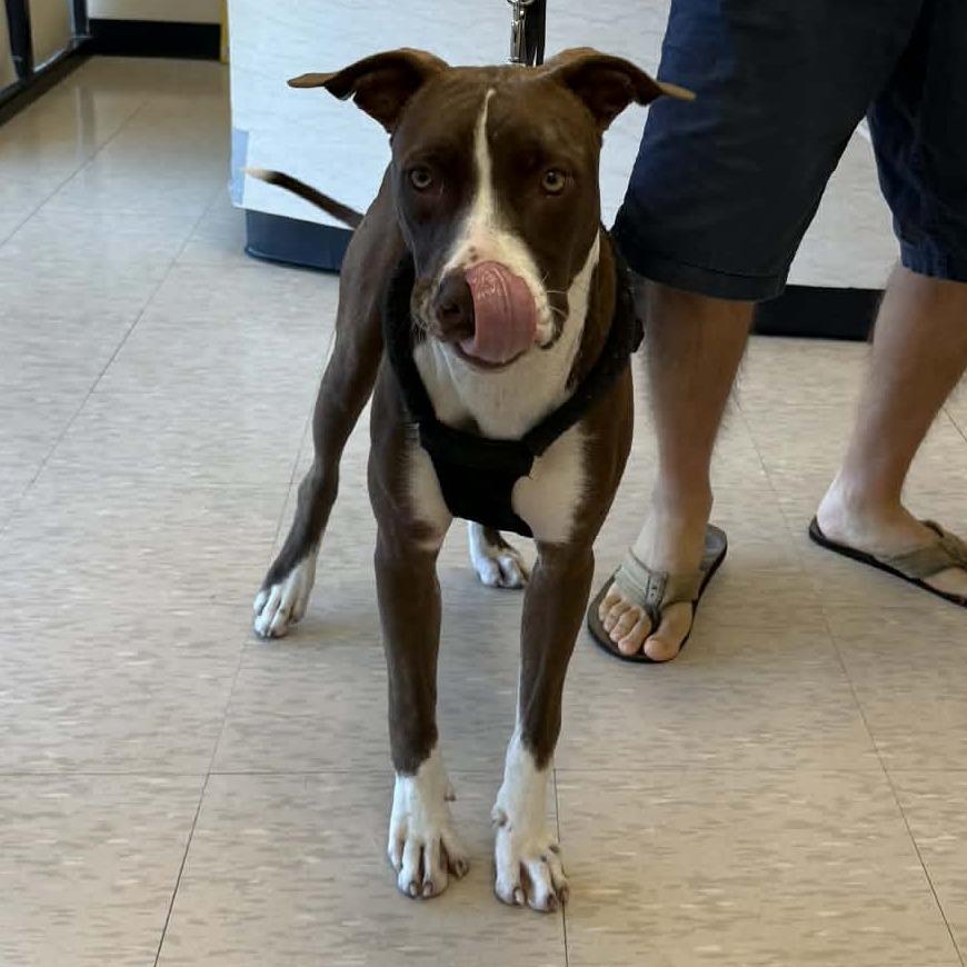 Hank, adoptable, Young Male American Staffordshire Terrier.