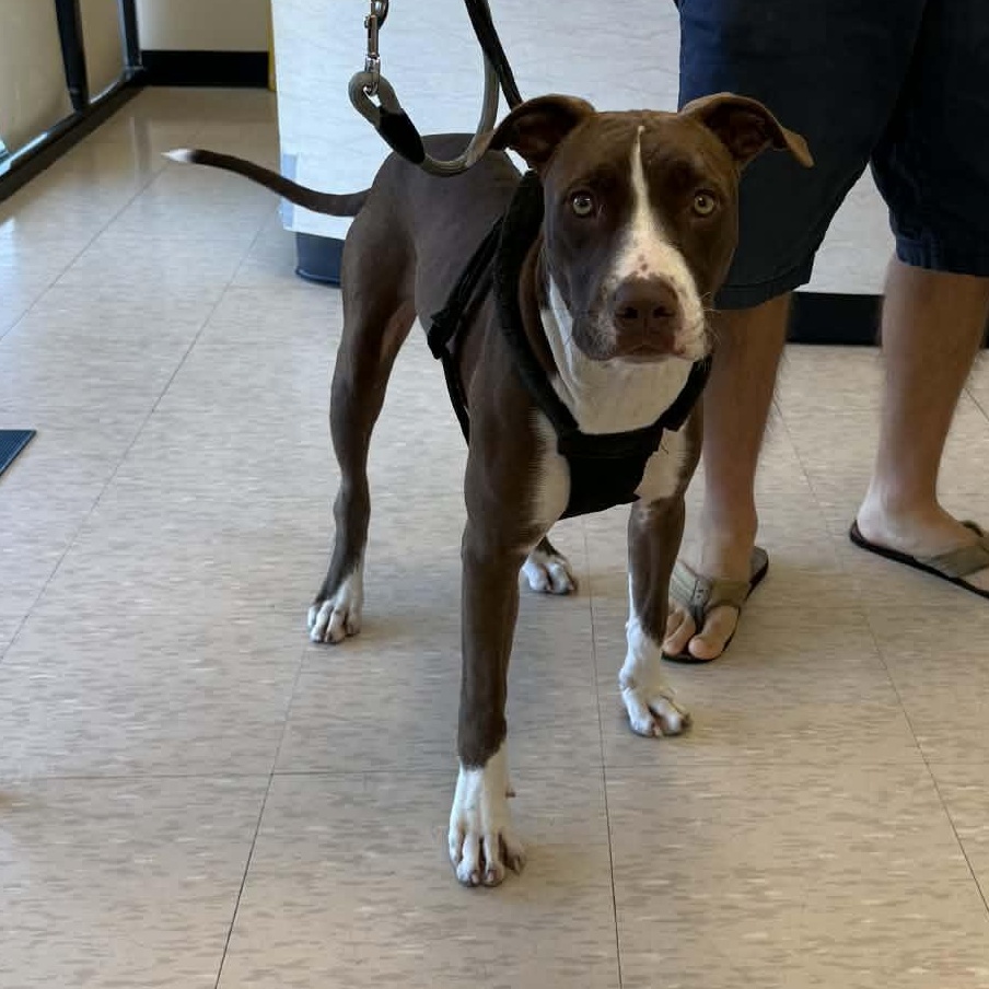 Hank, an adoptable mixed breed in Spring, TX image 2/3