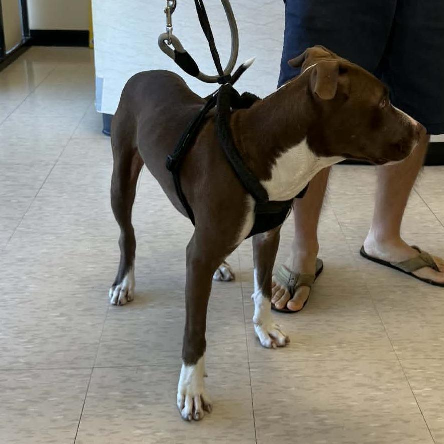 Hank, an adoptable mixed breed in Spring, TX image 3/3