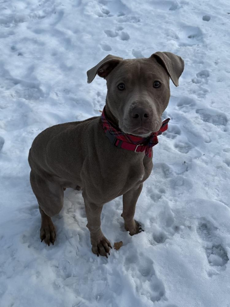 Chad, Adoptable, Adult Male Pit Bull Terrier.