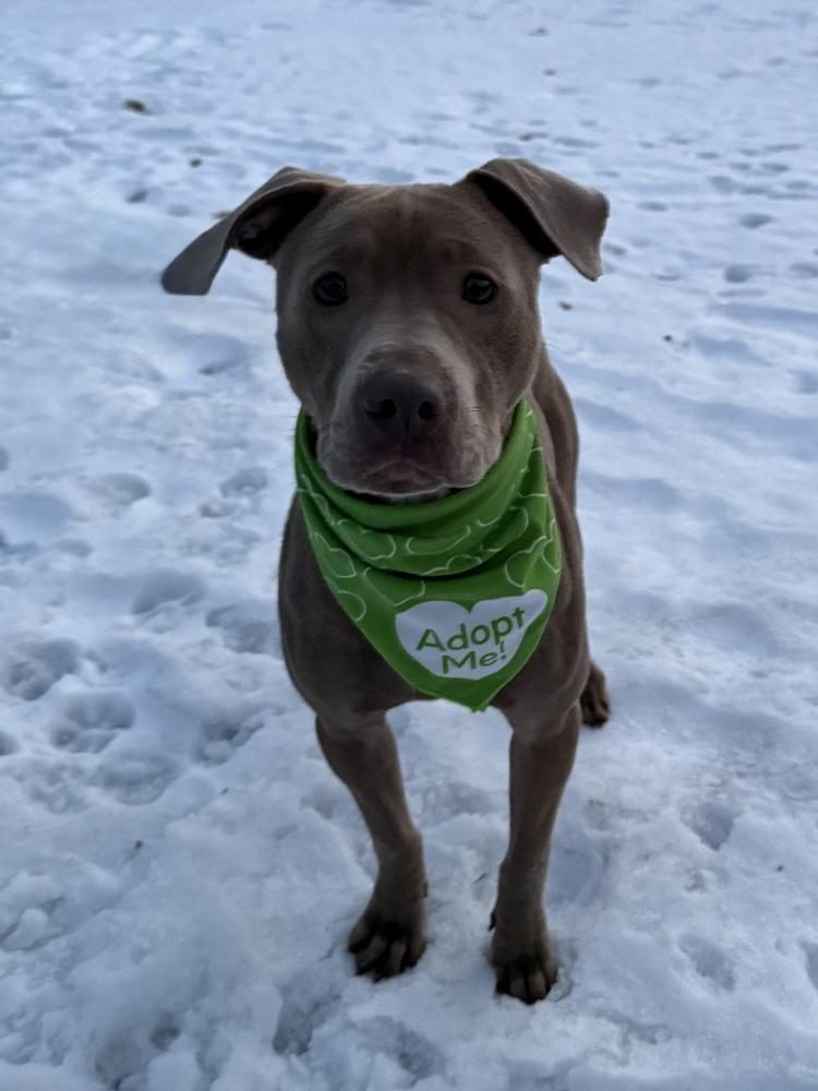 Chad, a Adoptable mixed breed in Coldwater, MI image 2/6