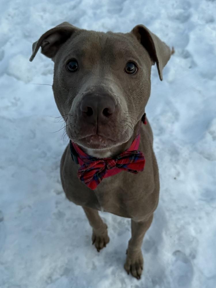 Chad, a Adoptable mixed breed in Coldwater, MI image 3/6