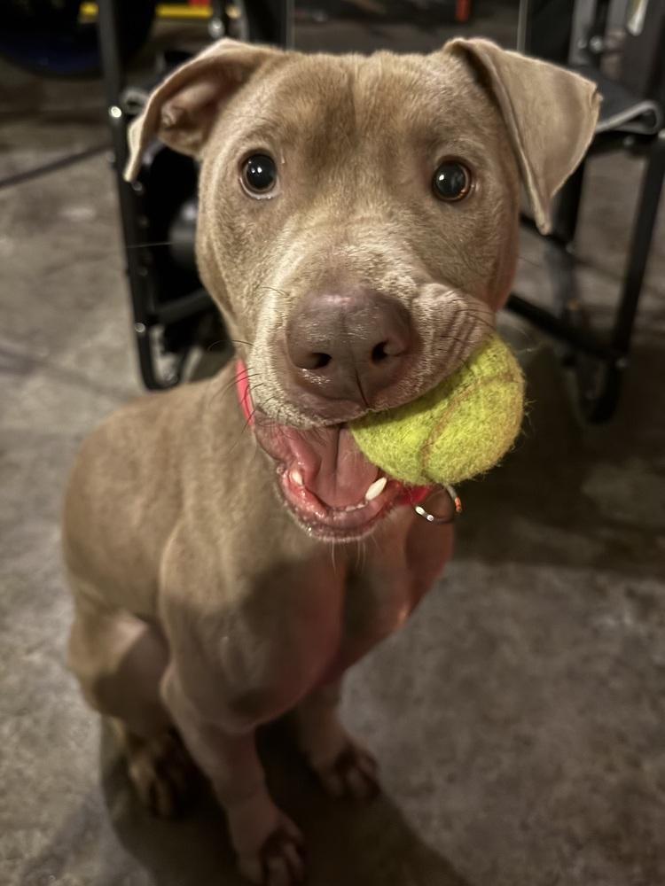 Enlarge Chad, a Adoptable mixed breed in Coldwater, MI image 2/6