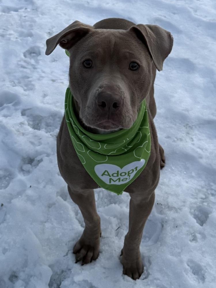 Chad, a Adoptable mixed breed in Coldwater, MI image 4/6