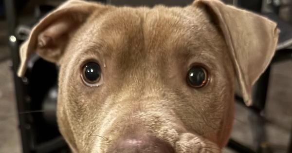 Chad, a Adoptable mixed breed in Coldwater, MI image 5/6